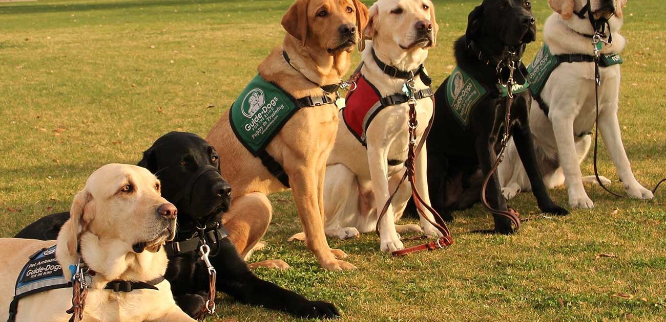 Tüm Köpek Eğitimlerimiz SemPati Köpek Eğitim Merkezi İstanbul