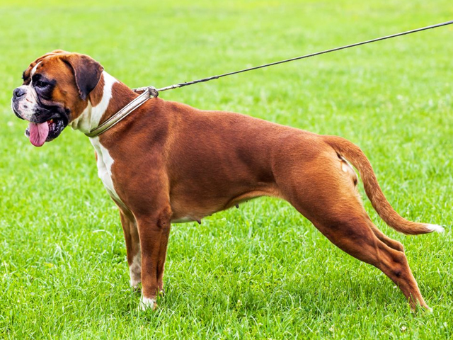 Boxer Egitimi Pati Timi Kopek Egitim Merkezi Istanbul