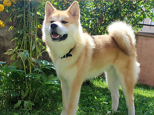 yavru akita inu sahiplenme pati timi kopek egitim merkezi istanbul